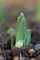 Fototapeta premium Small sprouts, seed plant flower, small growing tulip in spring.