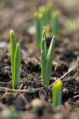 Small sprouts, seed plant flower, small growing tulip in spring.