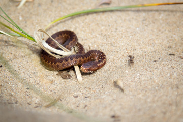 Tiny Baby Adder Snake on Beach