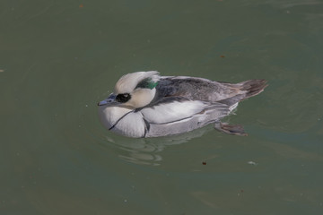 Green, White, and Tan Plumage on a Smew Swimming in a Pond