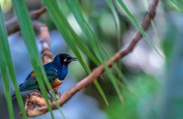 Deep Blue, Orange, and White Plumage on a Superb Starling Perched Behind Tropical greenery