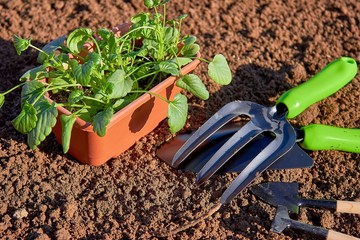 Spring planting of seeds and young seedlings in the open ground in the greenhouse