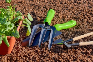 Spring planting of seeds and young seedlings in the open ground in the greenhouse