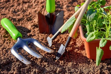Spring planting of seeds and young seedlings in the open ground in the greenhouse