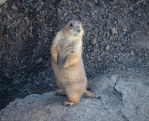Prairie Dog Standing Up
