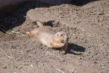 Prairie Dog Reaching Hand Out