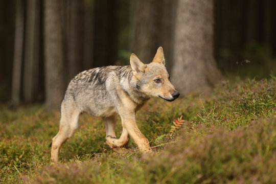 Canis lupus - Young cub of Grey wolf walk in forest