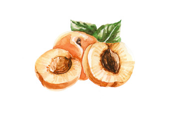 Apricot. Watercolor.