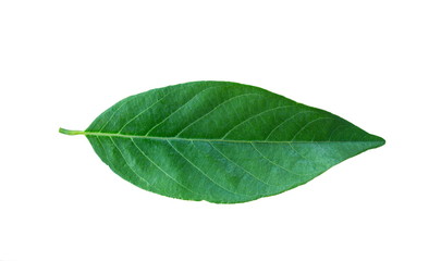 Fototapeta na wymiar green leaf isolated on white background.