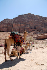 Camels waiting for tourists in Petra Jordan 06.05.2010