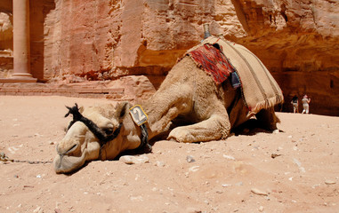 Camel's waiting for tourists in Petra Jordan 06.05.2010