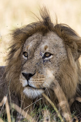 Portrait of a male lion in the dry grass of the Masai Mara National PArk in Kenya