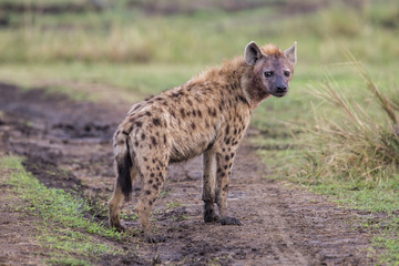 Hyena in the Masai Mara National Park in Kenya