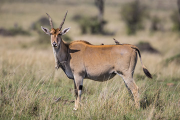 Naklejka na ściany i meble Female eland antelope with ospeckers in the Msai MAra National Park in Kenya