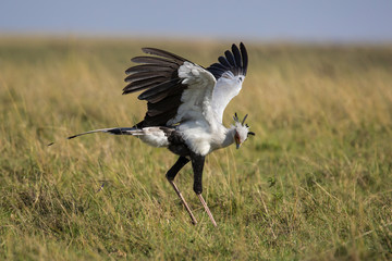 Secretarybird hunting in the high grass of the savanna in the Masai Mara National Park in Kenya