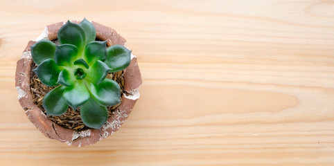 Succulent plant on wood background with copy space