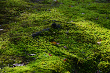 日本 紅葉と落ち葉と京都の秋 Kyoto