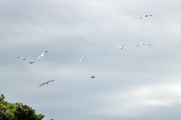 Small Drone Attacked By Seagulls While Filming Music Festival