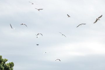 Small Drone Attacked By Seagulls While Filming Music Festival
