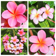 Collage plumeria