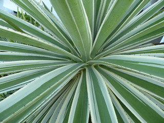 Fototapeta premium Green Palm