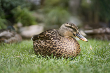 duck at the Tivoli gardens, Copenhagen