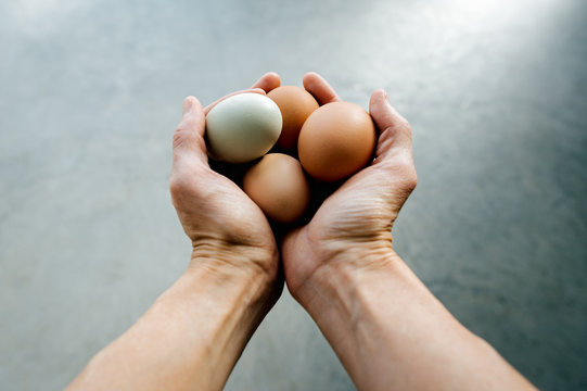 Colorful Urban Farm Chicken Eggs 