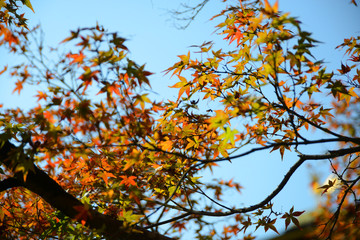 日本 紅葉と落ち葉と京都の秋 Kyoto