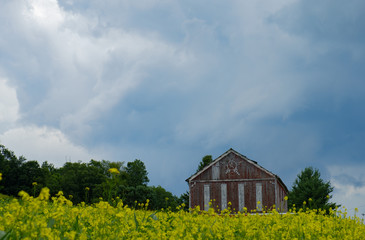 Naklejka na ściany i meble Abandoned farm in a field of yellow flowers
