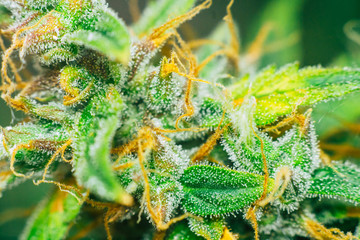 bud cannabis, marijuana cbd thc. Concepts of legalizing medicinal herbs weed, Macro shot with sugar...