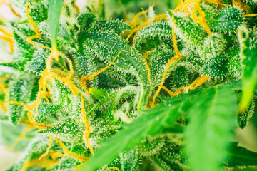Beautiful buds cannabis grown in the house before harvest. concepts of grow and use of marijuana...