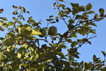 membrillos en el arbol con cielo de fondo