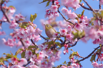 メジロと河津桜