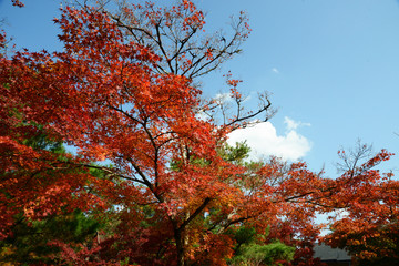 日本 紅葉と落ち葉と京都の秋 Kyoto