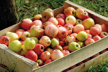 Pommes à cidre jaune et rouge dans un cajot