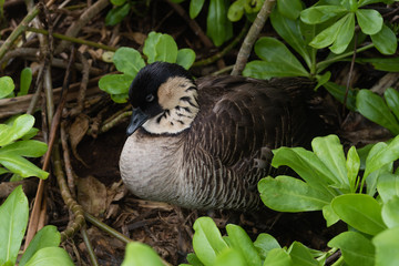 Hawaiian goose (nene) at the Kilauea Point wildlife refuge on Kauai, Hawaii