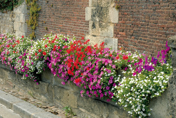 Bordure fleurie mauve, blanche et rouge le long d'un mur de briques