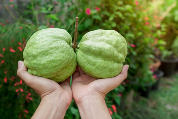 Fresh guava fruit on hand , in green background.