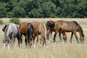 Chevaux de course marron au pré