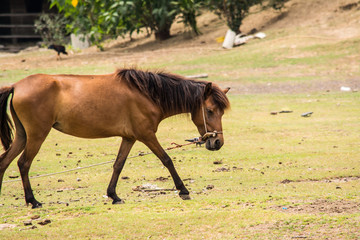 Obraz premium Horse is a mammal that involve many human activities as sports, recreational work.