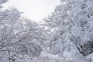 雪の積もった樹木