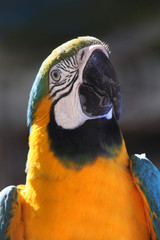 Yellow & Blue Macaw parrot, against a grey background, Mexico.