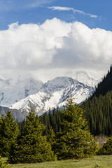 Snow-capped mountains and the pines