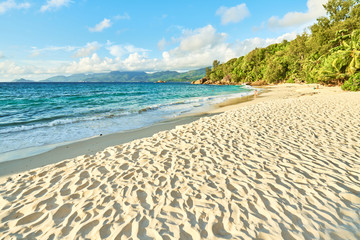 Anse soleil with coconuts palm tree and white sand, mahe, seyche