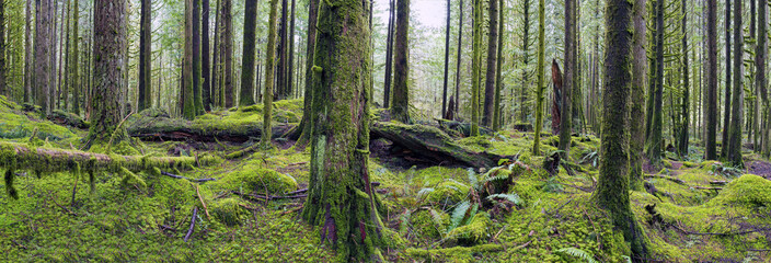 Panorama of Golden Ears Provincial Park, British Columbia Canada