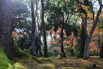 日本 紅葉と落ち葉と京都の秋 Kyoto