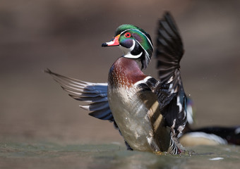 Wood Duck