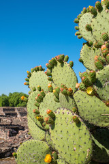 Cactus at Teotihuacá, near Mexico City