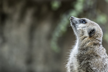Fototapeta premium Meerkat sitting on top of rock 
