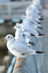 Seagulls standing on concrete bridge at Bang Poo, Thailand